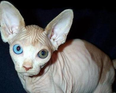 Hairless Sphynx Kittens,